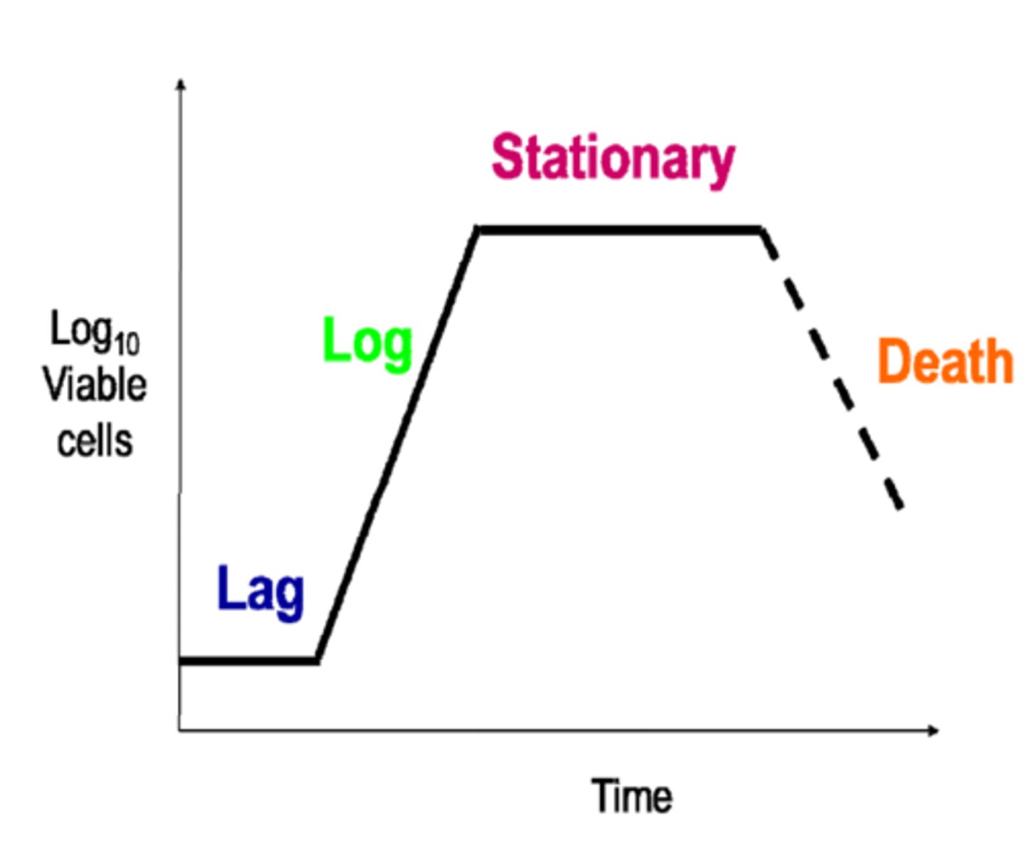 <p>With high availability of nutrients and plenty of space, the population moves into exponential growth (the population doubles with each division)</p>