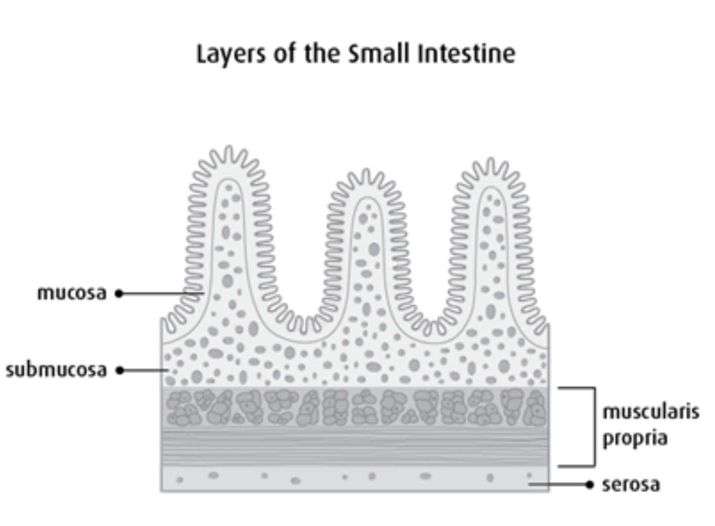 <ul><li><p>Epithelial layer, responsible for <strong>nutrient absorption</strong></p></li></ul>