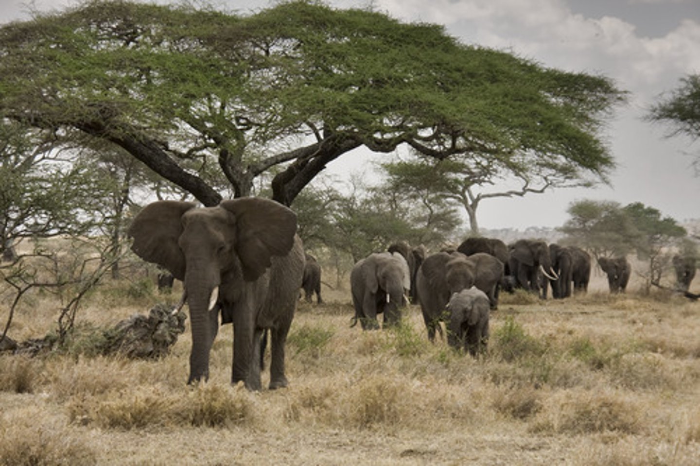 <p>- Elephants disperse the seeds of most tree species where elephants are found.</p><p>- They are not ruminants so they do not repeatedly chew their food and thus destroy the seeds.</p><p>- In addition, they are not territorial so they spread seeds over larger areas than most herbivores.</p>
