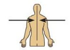 <p>Medial</p>