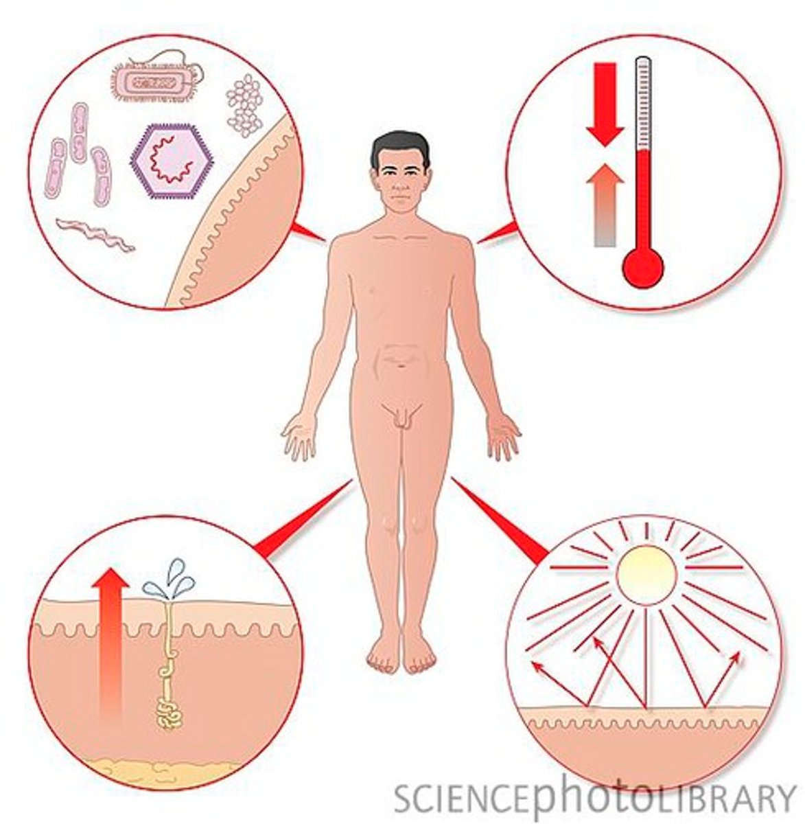 <p>- PROTECTION from germs, UV, toxins, etc<br>- EXCRETION of water/sweat, urea, ammonia, etc<br>- ENCDORINE; vitamin D production<br>- REGULATION of temperature and water<br>- SENSATION; transmits signals to cortex</p>
