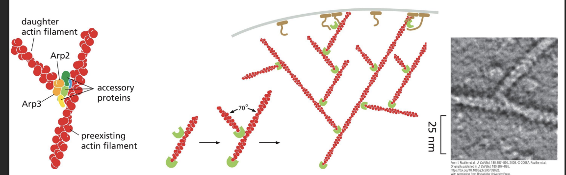 <p>nucleates assembly to form a branched network and remains associated with the minus end </p><p></p><p>Arp2/3 can also bind to pre-existing actin filaments, and is most efficient at nucleating these sites, creating branches at a 70o angle.</p>