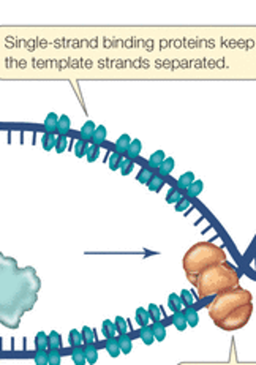 <p>Bind the DNA strands and keep them from reannealing (prevent hydrogen bonds to form between the bases)</p>