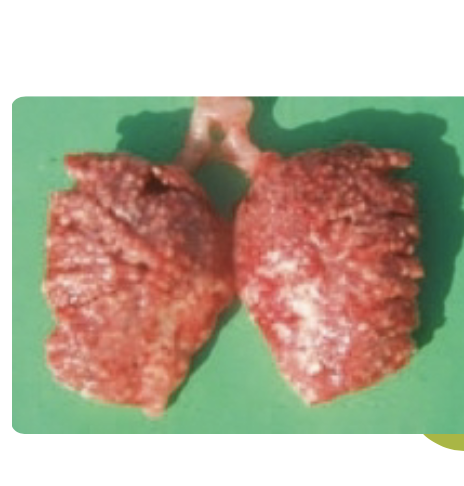 <ul><li><p><span style="color: #ffffff">Lungs: Very small, not lobed</span></p><ul><li><p><span style="color: #ffffff">Do not expand like mammalian lungs</span></p></li><li><p><span style="color: #ffffff">Exist in the craniodorsal part of the body cavity (not lateral) &amp; are loosely attached to the body wall (not free)</span></p></li></ul></li><li><p><span style="color: #ffffff"><em>Primary bronchi</em> give rise to 40-50 <em>secondary bronchi</em></span></p></li></ul><p><span style="color: #ffffff"><br></span></p>