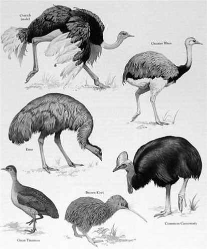 <p>PALEOGNATHAE</p>