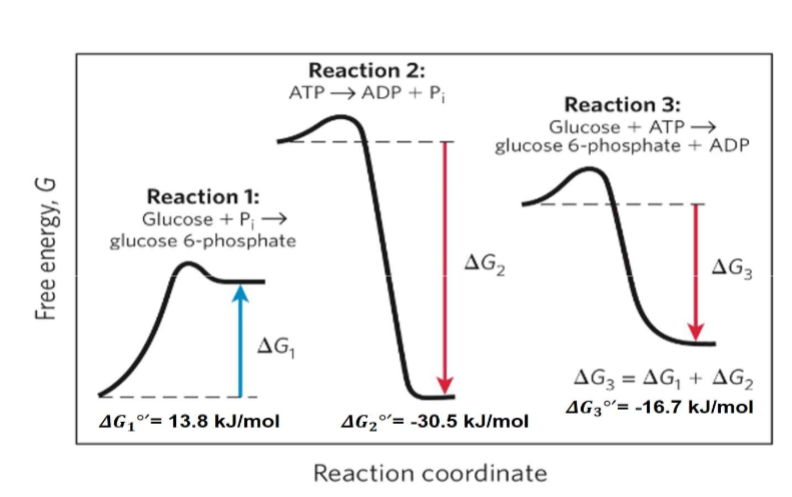 <p>-living organisms do not make endergonic processes go</p><ul><li><p>rxn 1 cant happen by itself, rxn 2 can happen by its self, rxn 3 can happen by itself (energy releasing proces with something that requires it-how they make these processes go)f</p></li></ul><p></p>