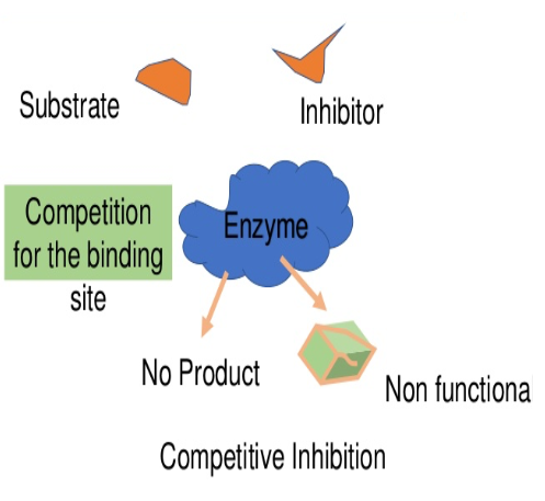 B. Drug-Enzyme Interaction