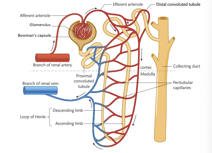 <p>One million nephrons and each is close to many blood capillaries</p>