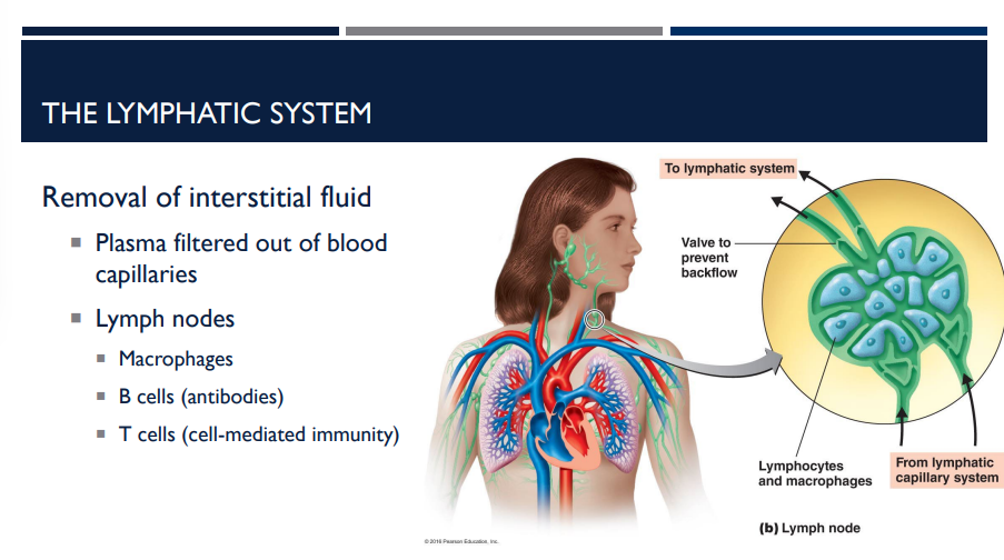 <p>Interstitial fluid is collected by lymphatic vessels and filtered through lymph nodes. What do lymph nodes do and contain?</p>