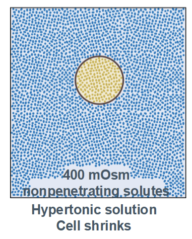 <p><span style="background-color: transparent;"><span>cell shrinks (higher concentration in the environment than inside the cell)</span></span></p>