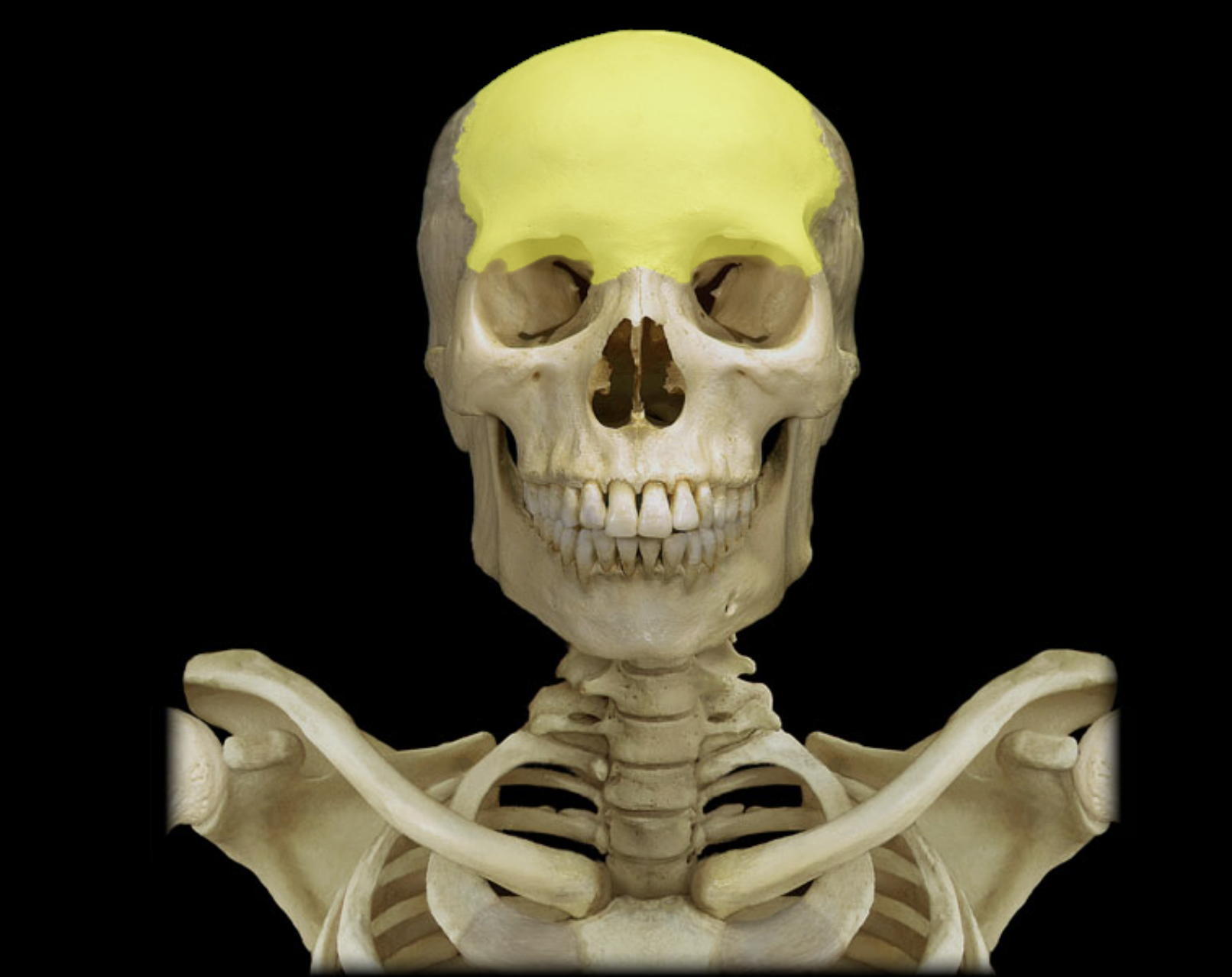 <p>Frontal bone</p>