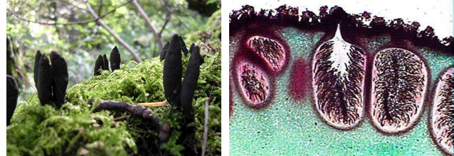 <p>Pyrenomycetes: Xylariales</p>