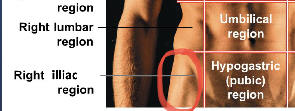 <p>“their” right of the hypogastric region</p>