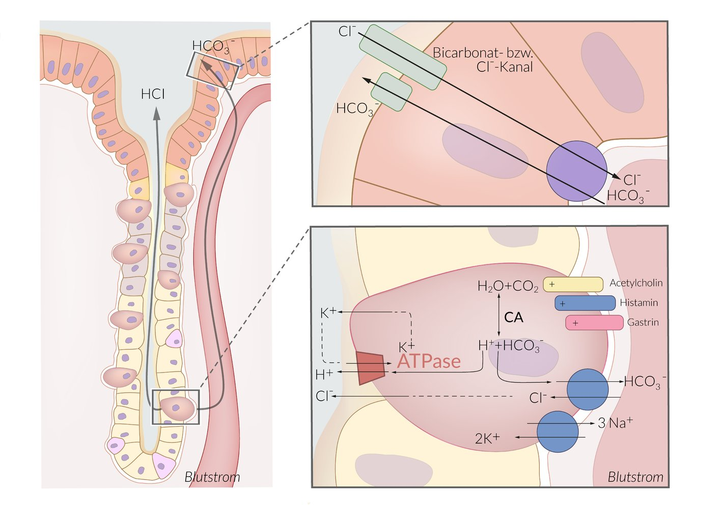 <p>D. Transport via an ATPase that exchanges H⁺ for K⁺</p>