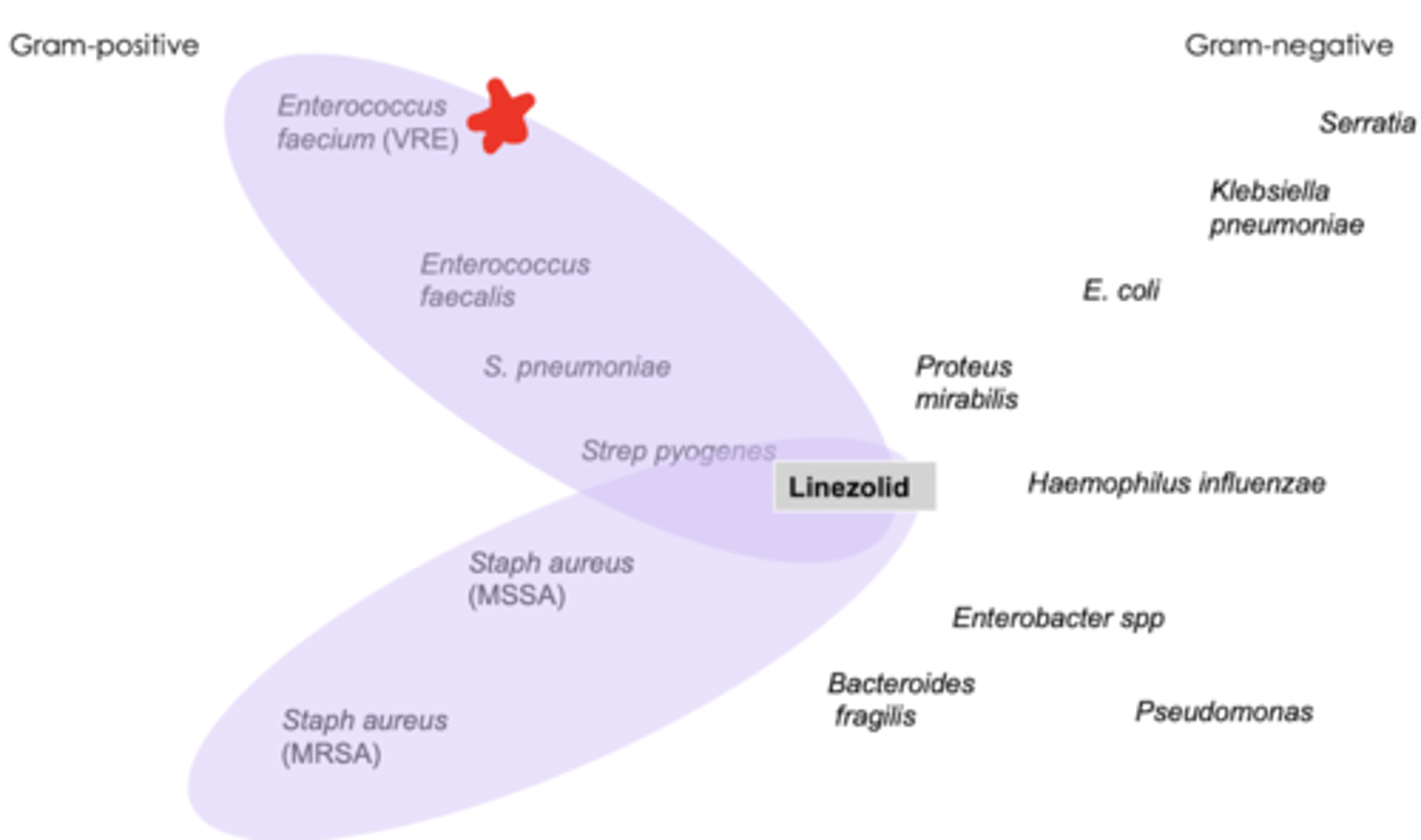 <p>- gram + including MRSA, VRE !!, &amp; mycobacterium TB</p>