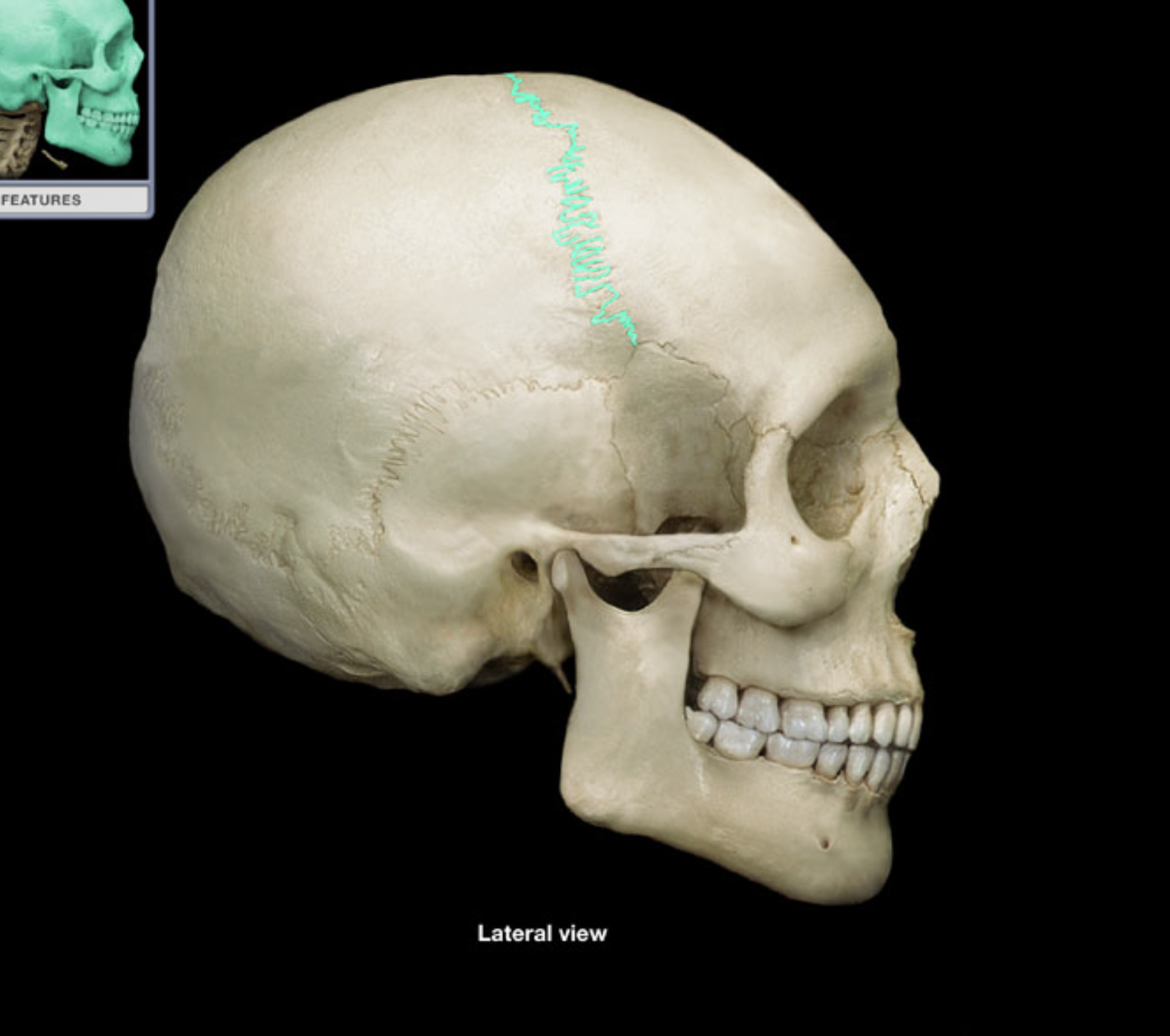 knowt flashcard image