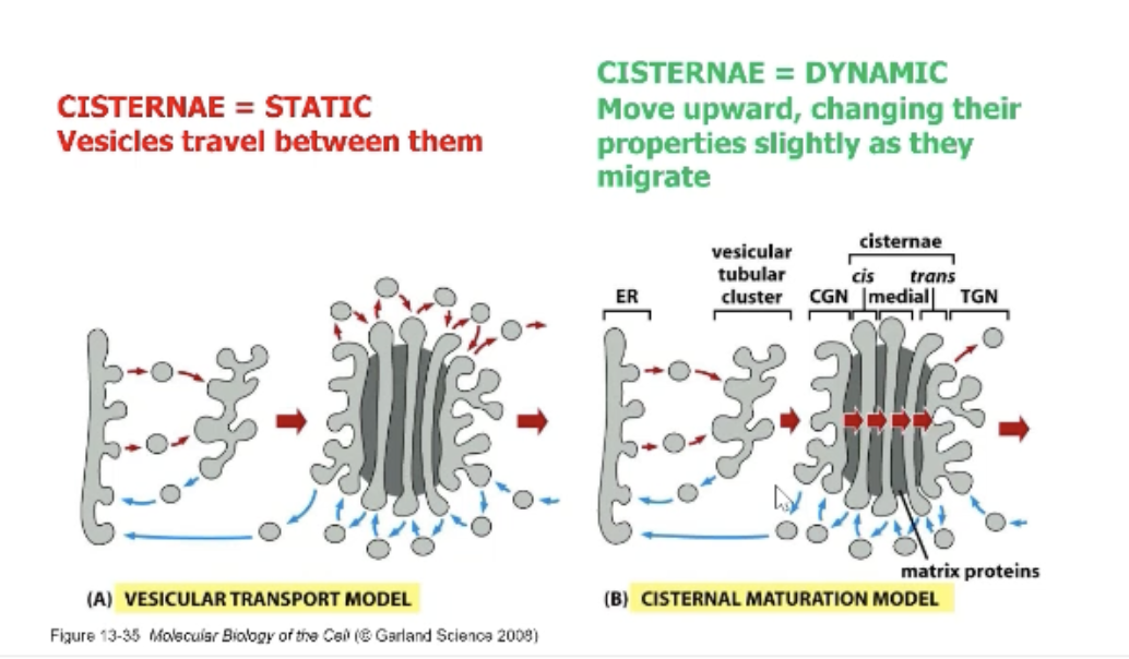 <p>Vesicular transport is an elevator model! The elevator is a vesicle. </p><p>Cisternal transport involves the reconstruction of a new basement that lifts up everything else! Top floor flies off (every floor moves up).</p>