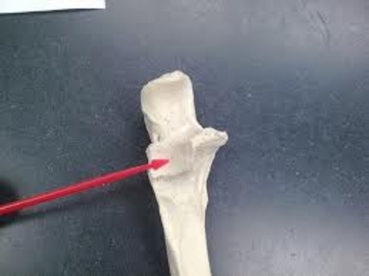 <p>identify</p>