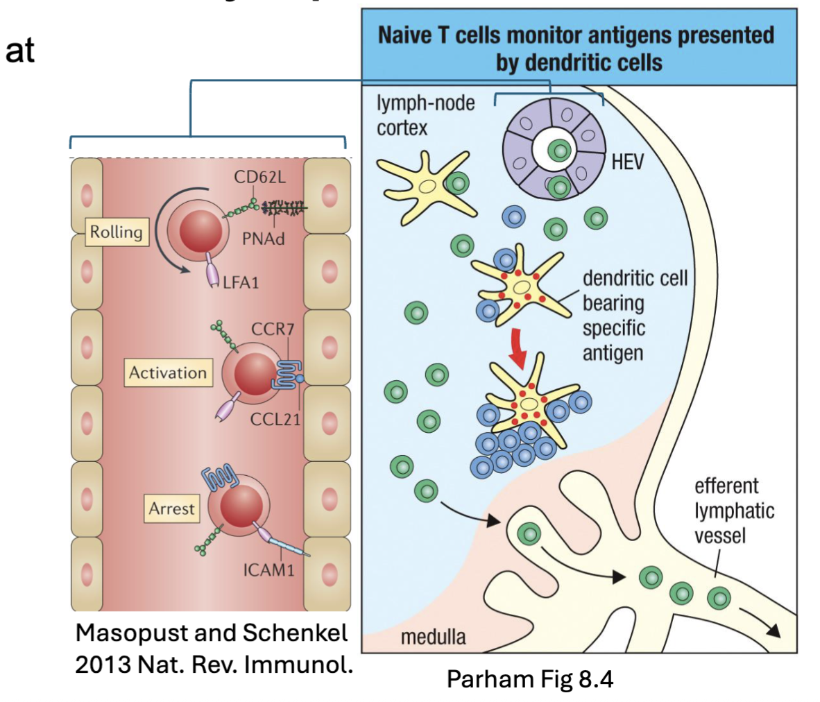 <ul><li><p><span><span>Circulating naïve T cells enter LN at high endothelial venules (</span><strong><span>HEV</span></strong><span>)</span></span></p><ul><li><p><span><span>L-selectin/ PNAd → rolling</span></span></p></li><li><p><span><span>CCR7/ CCL21 → activation</span></span></p></li><li><p><span><span>LFA-1/ ICAM-1 → arrest</span></span></p></li></ul></li><li><p><span><span>Scan antigens presented by DCs</span></span></p><ul><li><p><span><span>No Ag → Exit via efferent lymphatics (S1P)</span></span></p></li><li><p><span><span>Ag → Activated cells retained (CD69) → proliferation and differentiation</span></span></p></li></ul></li></ul><p>CD69 (inhibit the responsiveness to S1P)</p>