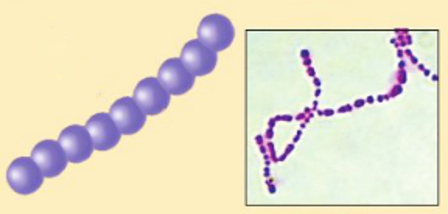 <p>cocci in chains</p>