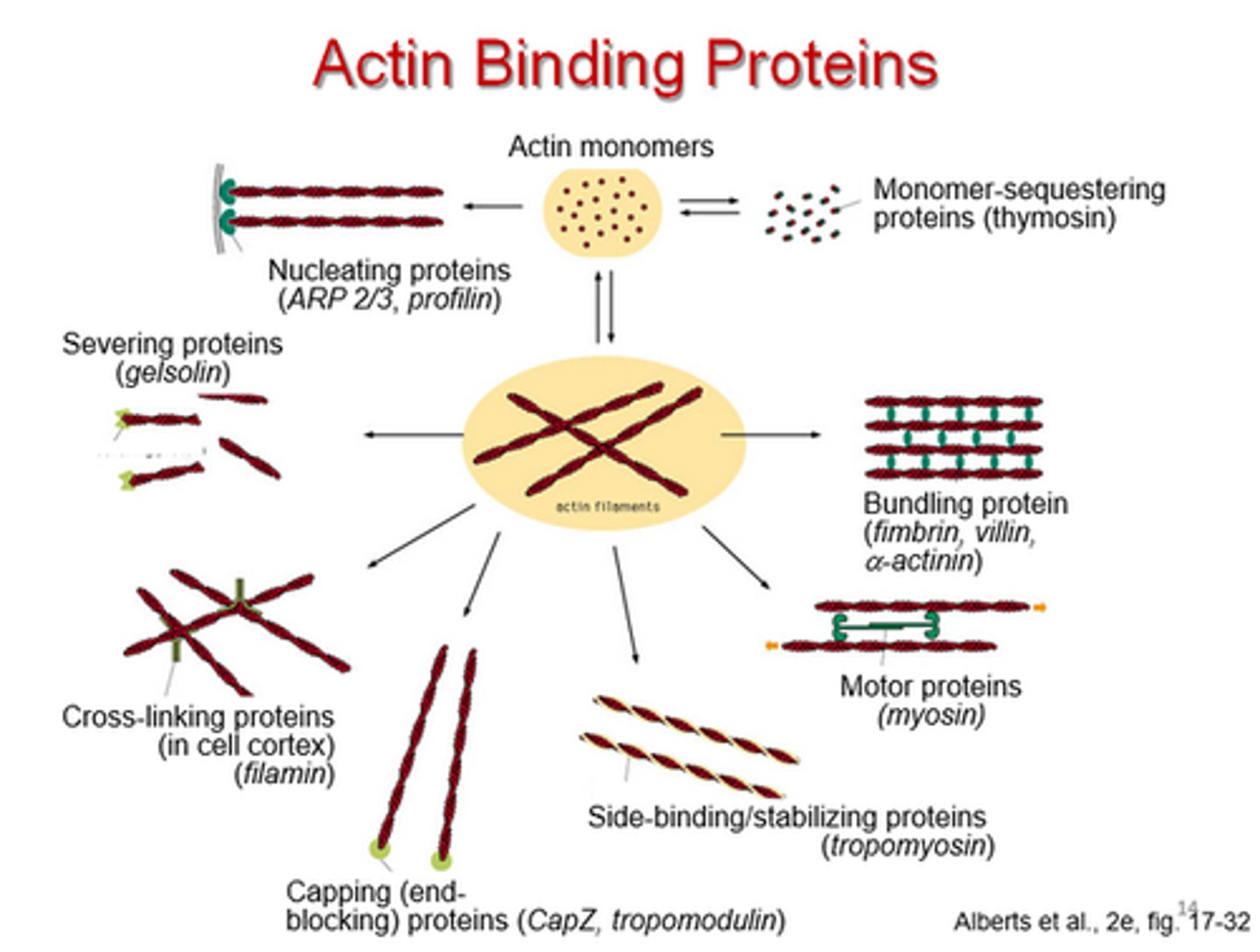 <p>An actin-binding protein that cross-links actin filaments into networks.</p><p>Dimer of two subunits 280-kD each (560-kD total)</p><p>V-shaped molecule</p><p>Actin Binding Domain (ABD) is at the amino terminus and the Dimerization domain is at the carboxyl terminus.</p>