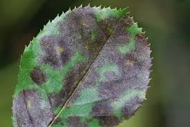 <p>Black Spot</p>