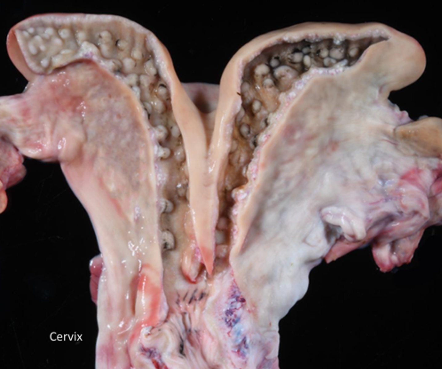 <p>these caruncles of the uterine horns (uterine body) are found in what species?</p>