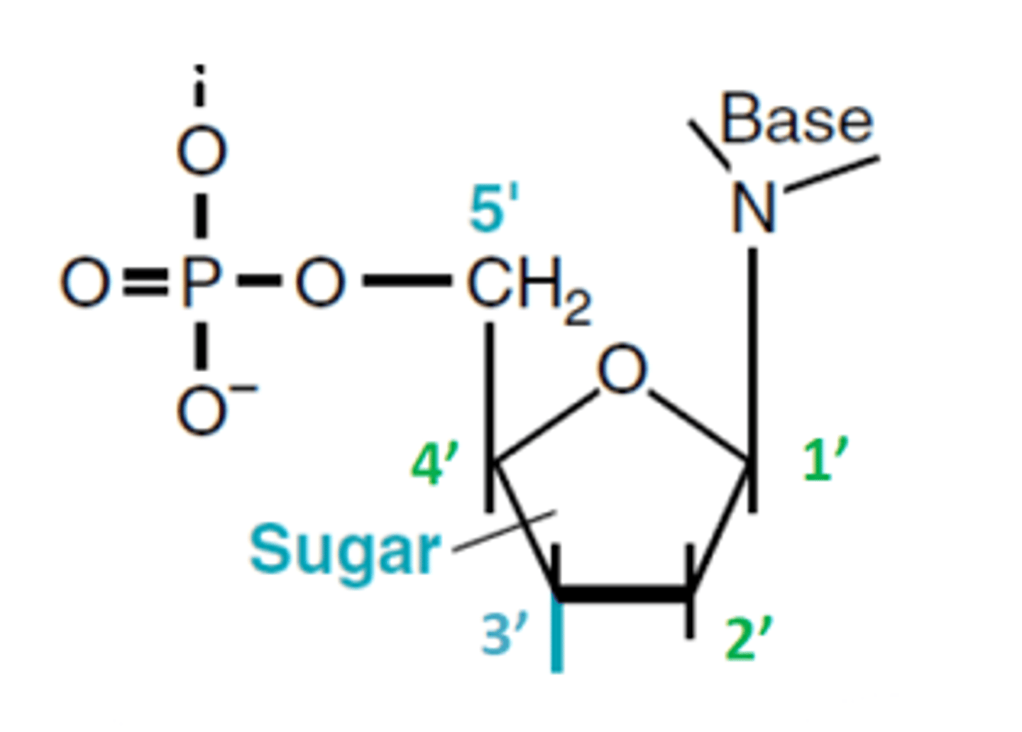 <p>Et nukleotid består af en fosfatgruppe, en sukkergruppe (deoxyribose: Ringformet pentose) og en base</p><p>Fire forskellige baser: Adenin, cytosin, guanin, thymin</p>