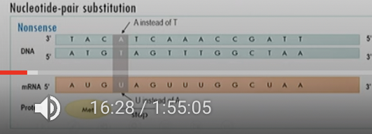 Nucleotide bp substitution

causes a stop codon (UAA or UAG) to appear