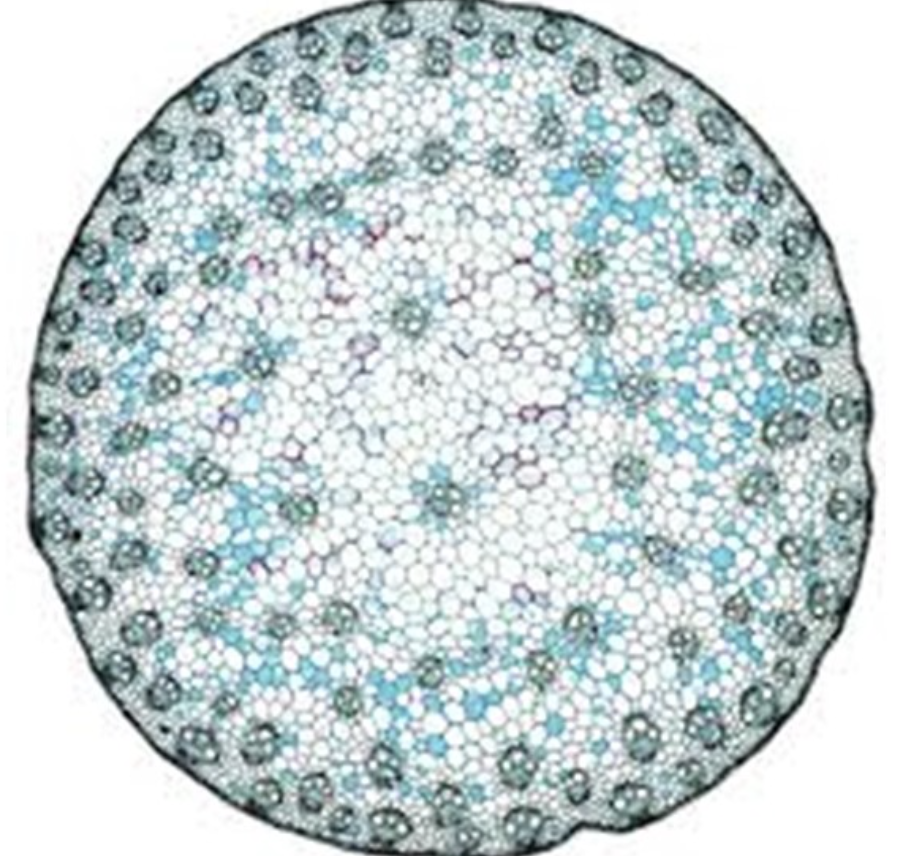 <p><span>Indicate which class of Anthophyta is represented by the micrograph of the stem.</span></p>