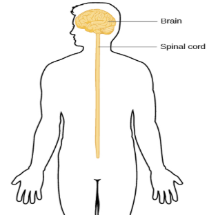 <p>Identify which system </p>