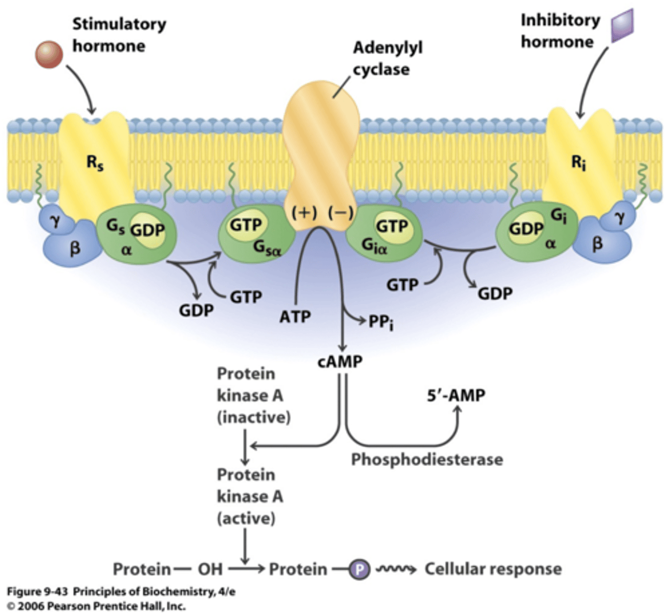 <p>Breaks down cAMP</p><p>PDE3 III &amp; IV in airway smooth muscle break down cAMP</p>