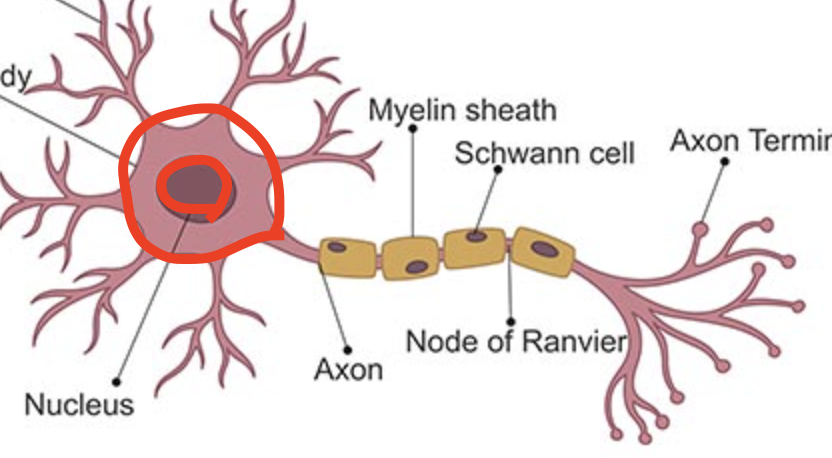 <p>Protects the Nucleus</p>