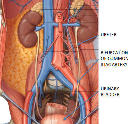<ul><li><p>transport urine from renal pelvis to bladder via <strong>peristalsis</strong>, hydrostatic pressure and gravity </p></li><li><p>descends retroperitoneally, then cross over the bifurcation of the common iliac arteries to enter pelvic cavity → pass thru posterior bladder wall </p></li></ul><p></p>