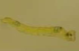 <p>Vertical movement using buoyancy (Organism)</p>
