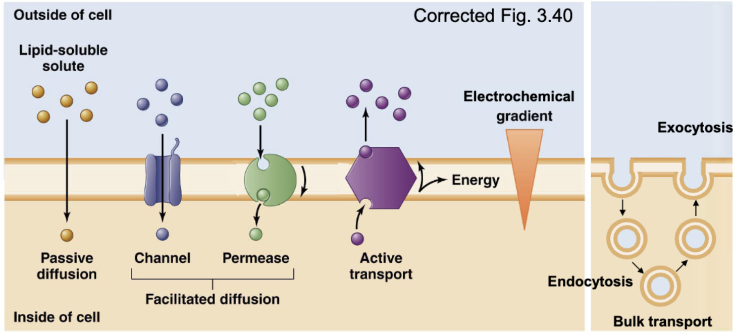 <p>simple (passive) diffusion, facilitated diffusion, active transport, bulk transport (endo-/exo-cytosis)</p>