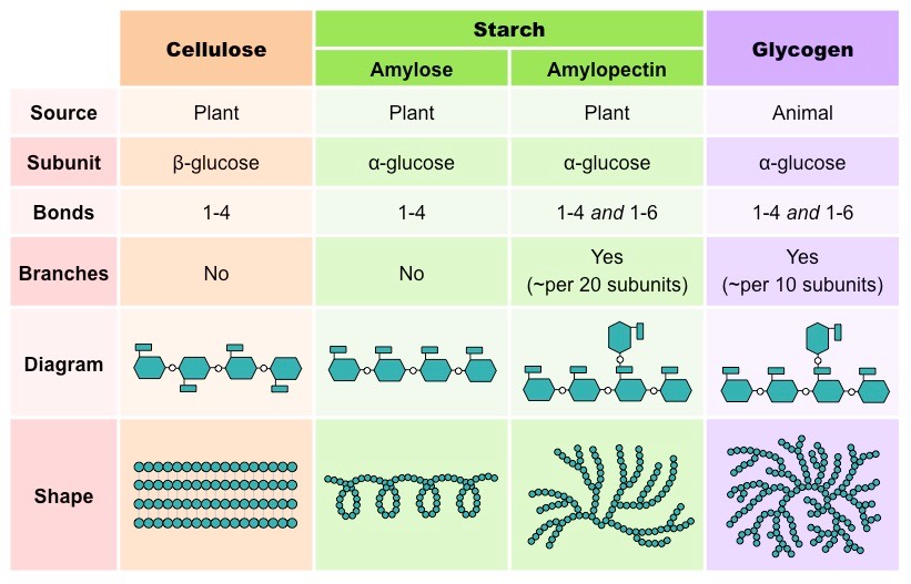 <p>Cellulose - beta glucose</p><p>Glycogen - alpha glucose</p><p>Starch - alpha glucose</p>