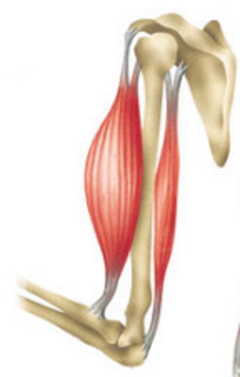 <p>Where the fixed (unmoving) end of a muscle attaches to bone is called what?</p>