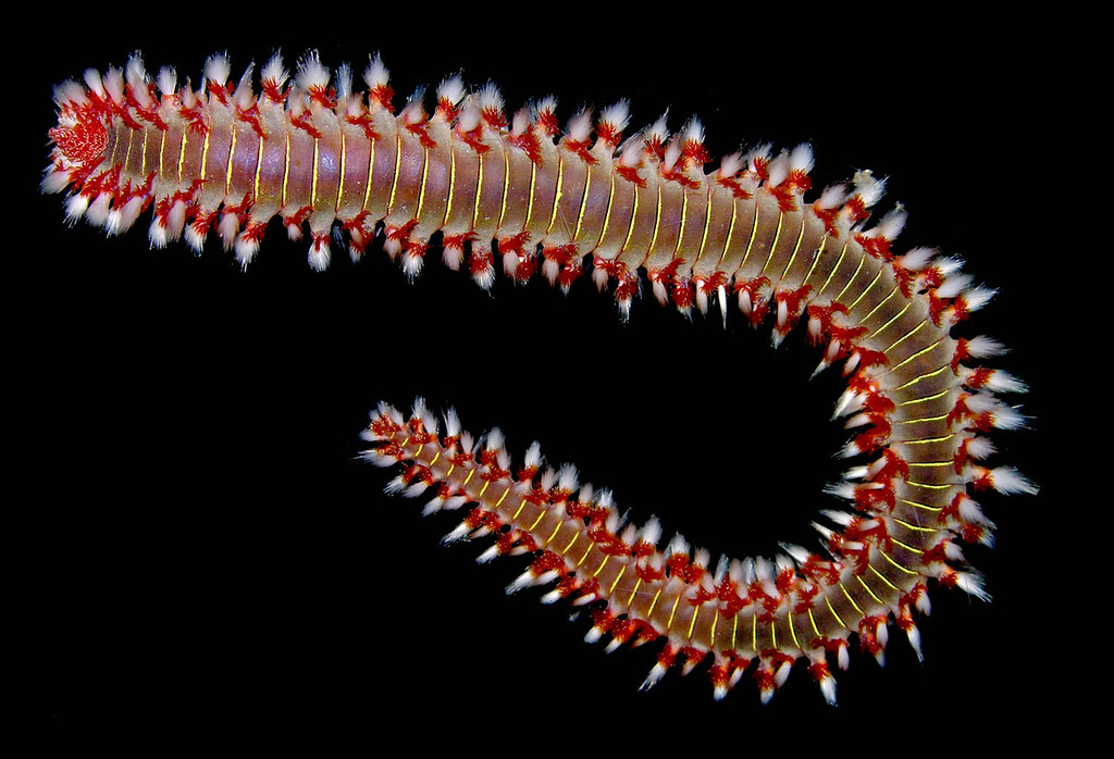 <p>Fire worm (<em>Hermodice</em>)</p>