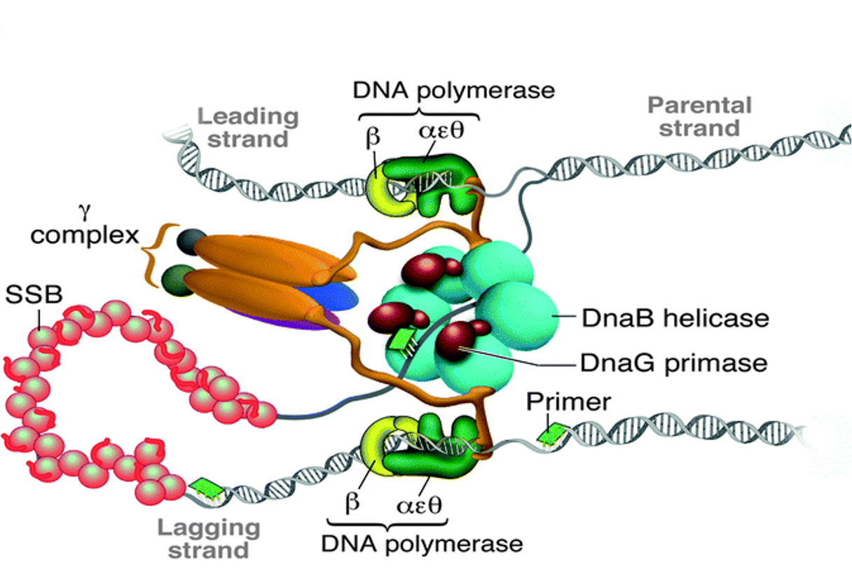 <p>It describes how the lagging strand loops to allow both strands to synthesize in the same direction, coordinated by the β clamp.</p><p></p>