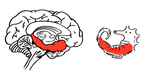 hippocampus