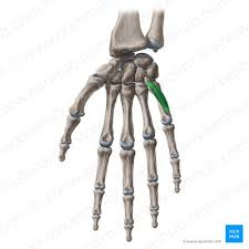 <ol><li><p>identify this muscle,</p></li></ol><p>2. its origin(s),</p><p>3. its insertion(s),</p><ol start="4"><li><p>action(s)</p></li></ol><p></p>