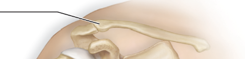 <p>part of pectoral girdle; extends across the top of thorax; joins with sternum and scapula</p>