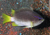 <p>Dark blue from snout to base of soft dorsal, caudal fin yellow, bright blue band runs from tip of snout to first dorsal base</p>