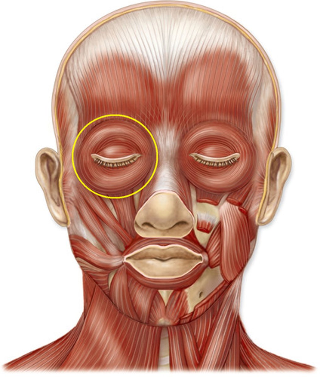 <p>origin: maxilla and frontal bones</p><p>insertion: circles orbit and inserts near origin</p><p>function: closes eyes; blinking; winking; squinting</p>