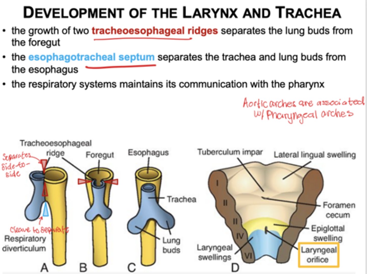 <p>Esophagotracheal septum (cleaves to separate) divides into dorsal portion the esophagus and a ventral portion the trachea</p>