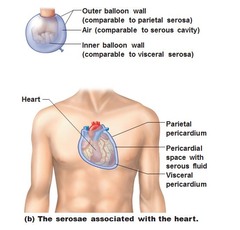 <p>Serous membrane (serosae) = &quot;watery&quot; membrane</p><ul><li><p>parietal membrane: lines cavity walls</p></li><li><p>visceral membrane: covering surface of organs</p></li><li><p>Serous fluid: between parietal and visceral membrane</p></li></ul>