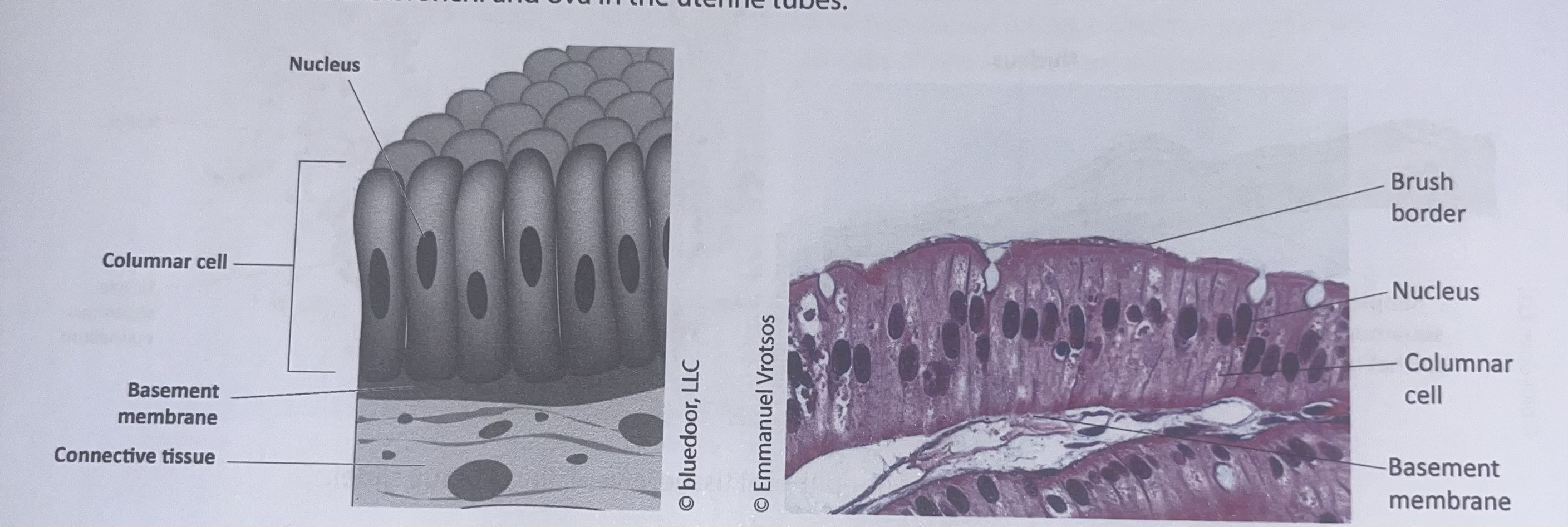 <p>simple columnar epithelium </p>