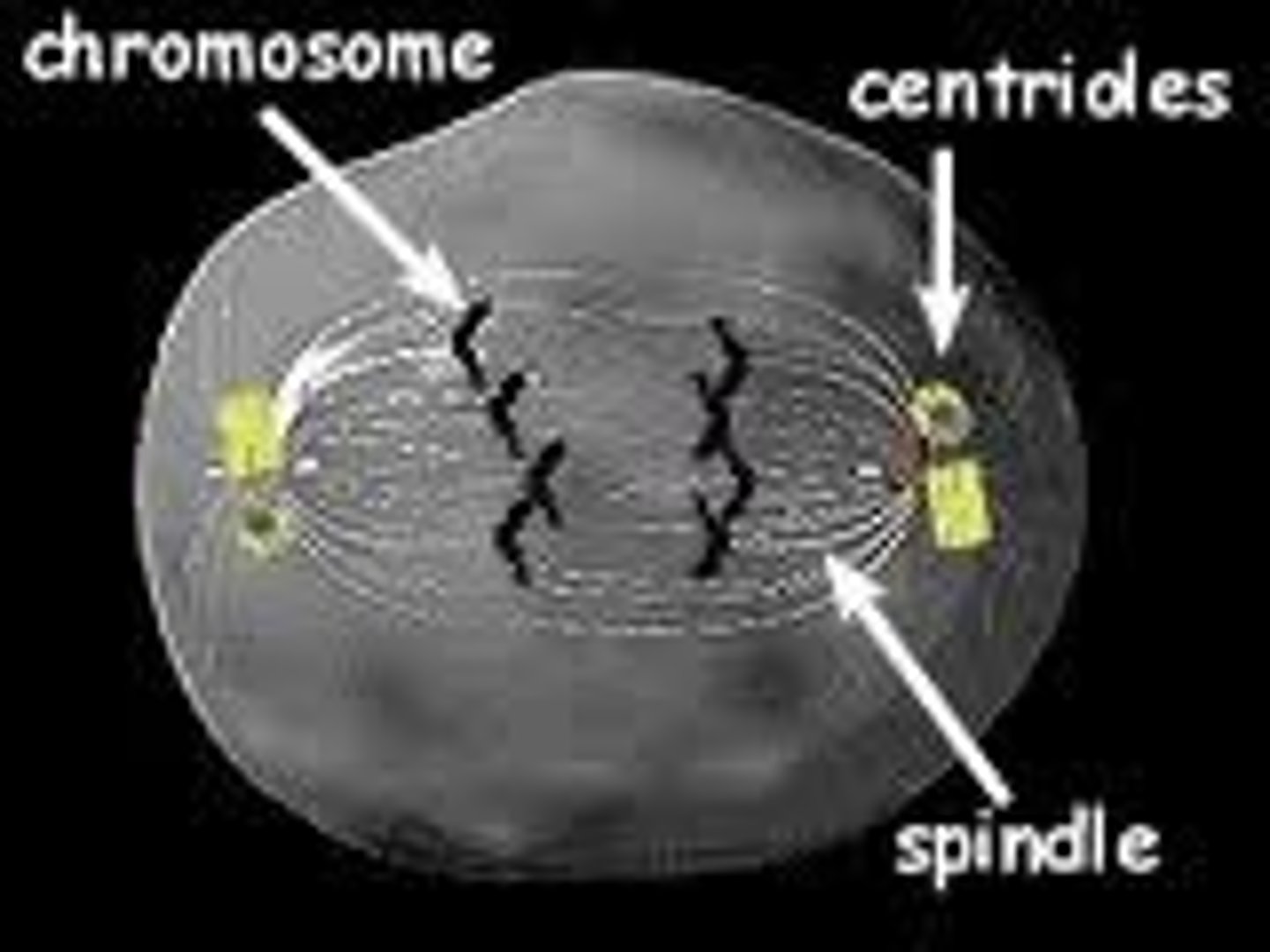 <p>Centrioles have spindle fibers attached to them.</p>