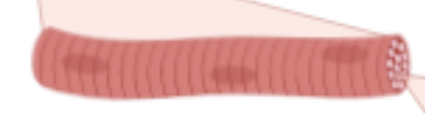 <p>a single long muscle cell inside the muscle</p>